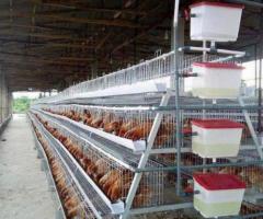 Battery cage system