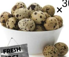 Affordable quail eggs