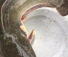 Healthy catfish for sale