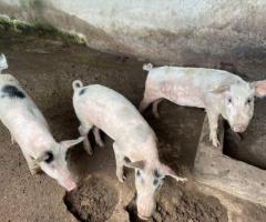 4 months Pigs for sale