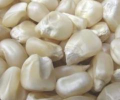 WHITE MAIZE FOR SALE