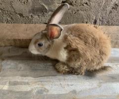 Rabbits for sale