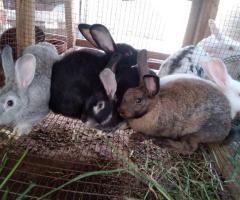 3 months old rabbits for sale