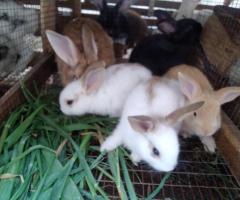 Rabbits for sale