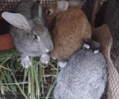 3 months old rabbits