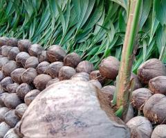 Hybrid and dwarf coconut seedlings