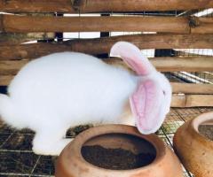 Rabbits for Meat and Breeding purposes