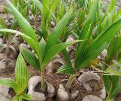 Quality Hybrid Coconut Seedlings