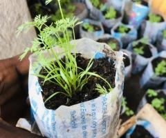 Carrot Seedlings