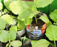 Eggplant Seedlings