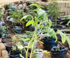 Tomatoes Seedlings