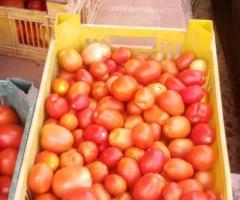 Habanero hot pepper and fresh Tomato for sale