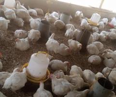 MATURED BROILERS FOR SALE.