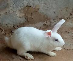 Male & Female Rabbits