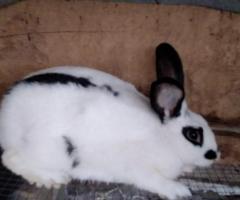 Rabbit for sale