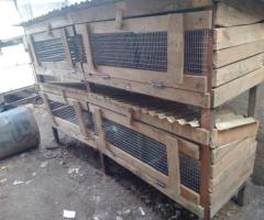 Rabbit cages for sale