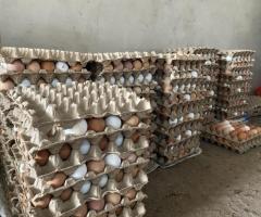 Eggs available for sale