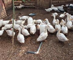 Male ducks.  Belgian Pekins and Muscovy (local)