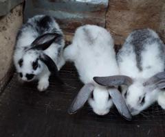 2 and 3 months old rabbits for sale