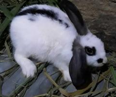 Rabbit for sale