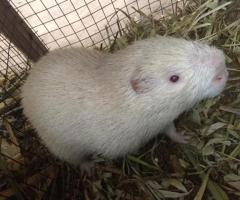 Matured Albino male