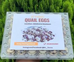 Quail eggs