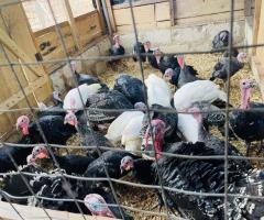 Breeder turkeys available