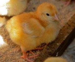 Day Old Chicks