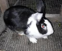 Rabbits for sale