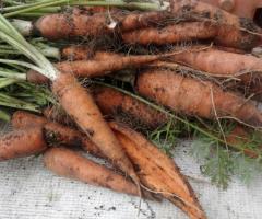 Organic carrots