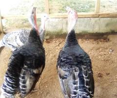 Matured Turkeys for Sale