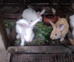 Young rabbits for sale