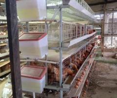 BATTERY CAGES AND ACCESSORIES