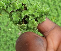 Azolla plant seeds