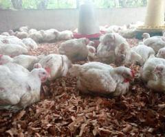 Broilers for sale