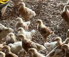 Pullets for sale