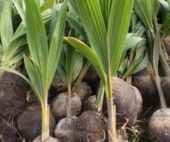 Dwarf and Hybrid coconut seedlings.