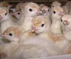 Day Old Poult (Turkey)