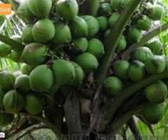 QUALITY COCONUT SEEDLINGS FOR SALE