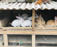 Rabbits for sale