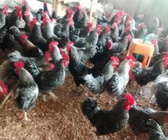 Healthy chickens for sale